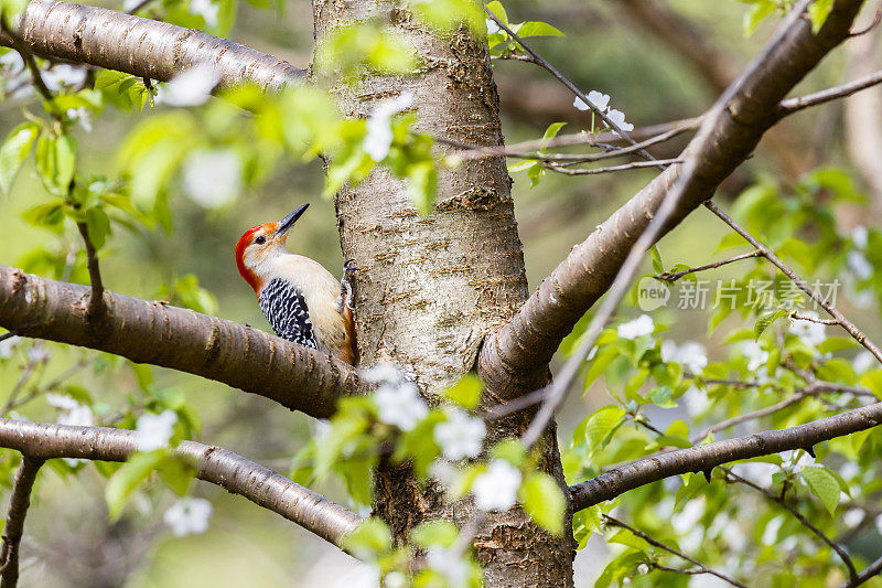 雄性红腹啄木鸟(Melanerpes carolinus)